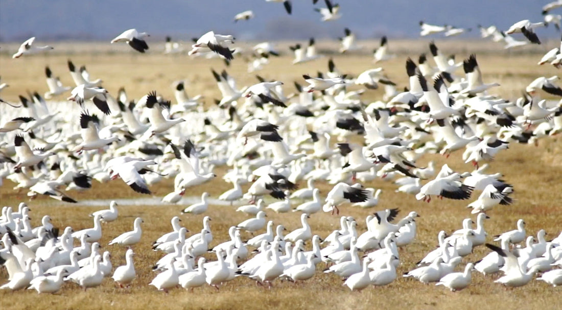 A Good Hatch Holds Promise for Great Hunting