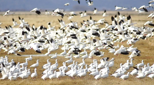 A Good Hatch Holds Promise for Great Hunting