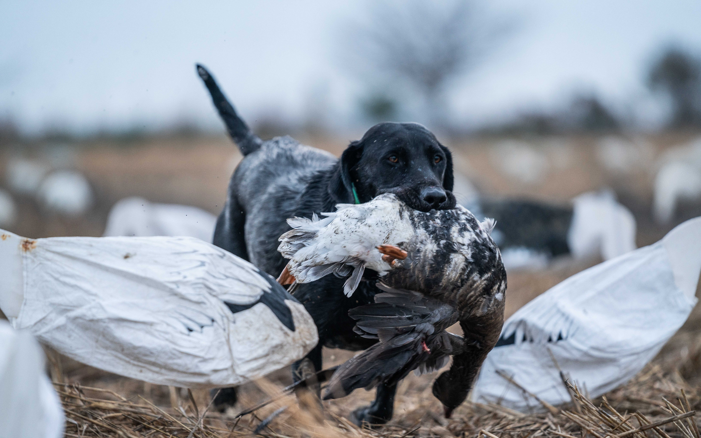 Early Season Goose Hunting